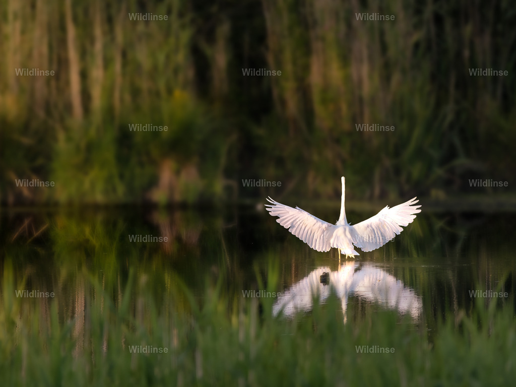 Wildlinse-230707-1 | Willkommen bei Wildlinse. Wildtierfotografien aus Schleswig-Holstein: Entdecke einzigartige Fine-Art-Prints und Poster, die Ruhe, Wildnis und die Schönheit unserer heimischen Tierwelt in dein Zuhause bringen. - Realisiert mit Pictrs.com