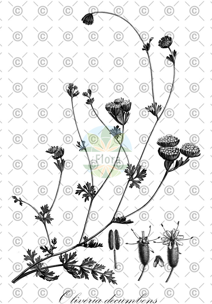 HistAbb_wfo-0000785636_1_ENZY_Simple | Historische Abbildung von Oliveria decumbens - Apiaceae | Historical Illustration of Oliveria decumbens - Apiaceae
