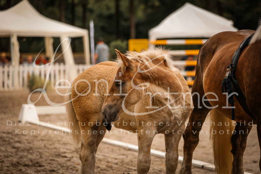 SaHF00086 | Leoni Ertmer Photography - Realisiert mit Pictrs.com