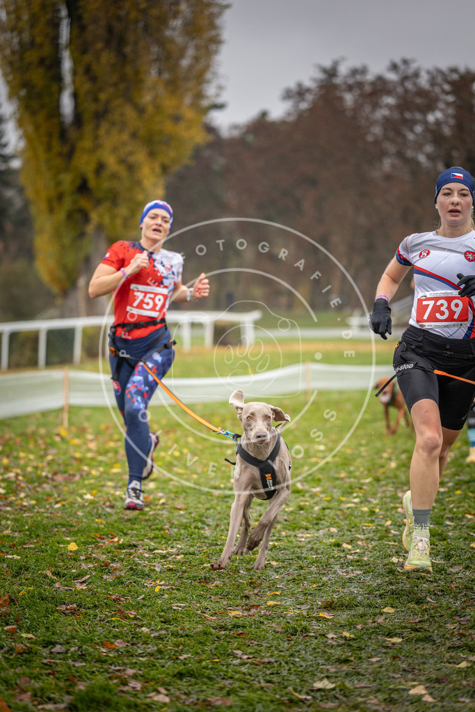 CaniXpix_DV3A9345 | Hundefotografie, Tierfotograf, Pfotenfotografie, Fotoshooting Hund, Hunde Portrait, Hundesport, Hundeportraits, Heideshooting, Hunde, Sportfotograf, Hundefotograf, Turnierhundsport, THS,  - Realisiert mit Pictrs.com