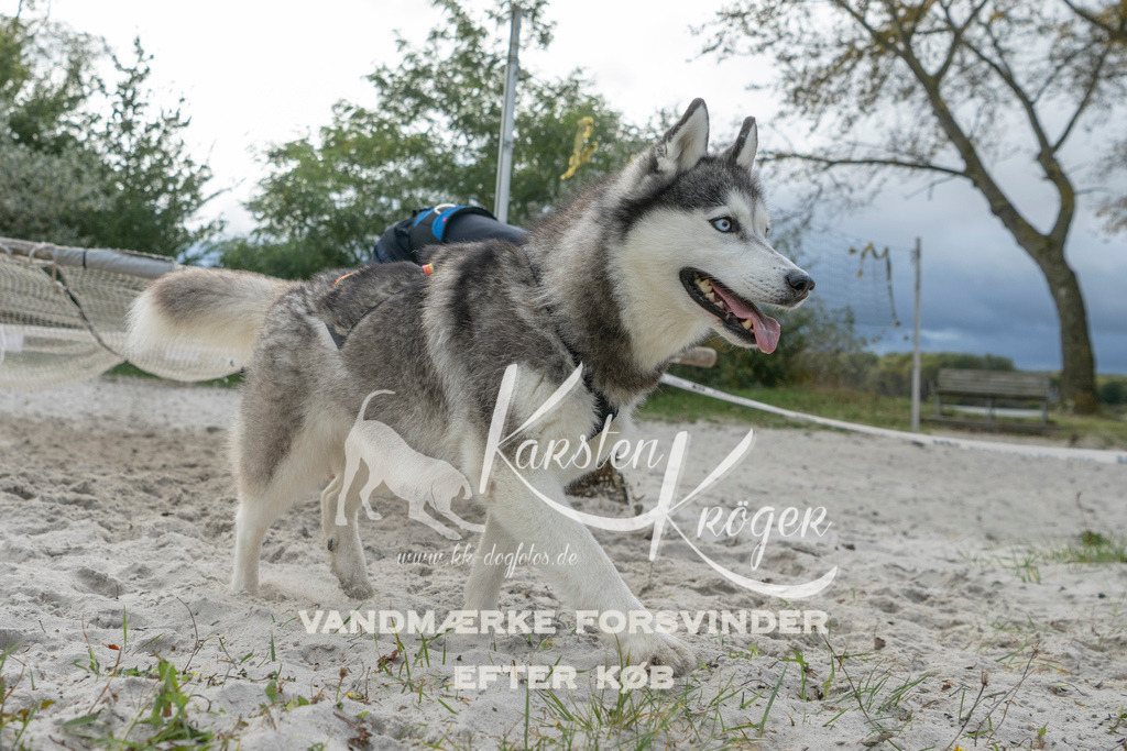 1135_ZZ98106 | kk-dogfotos