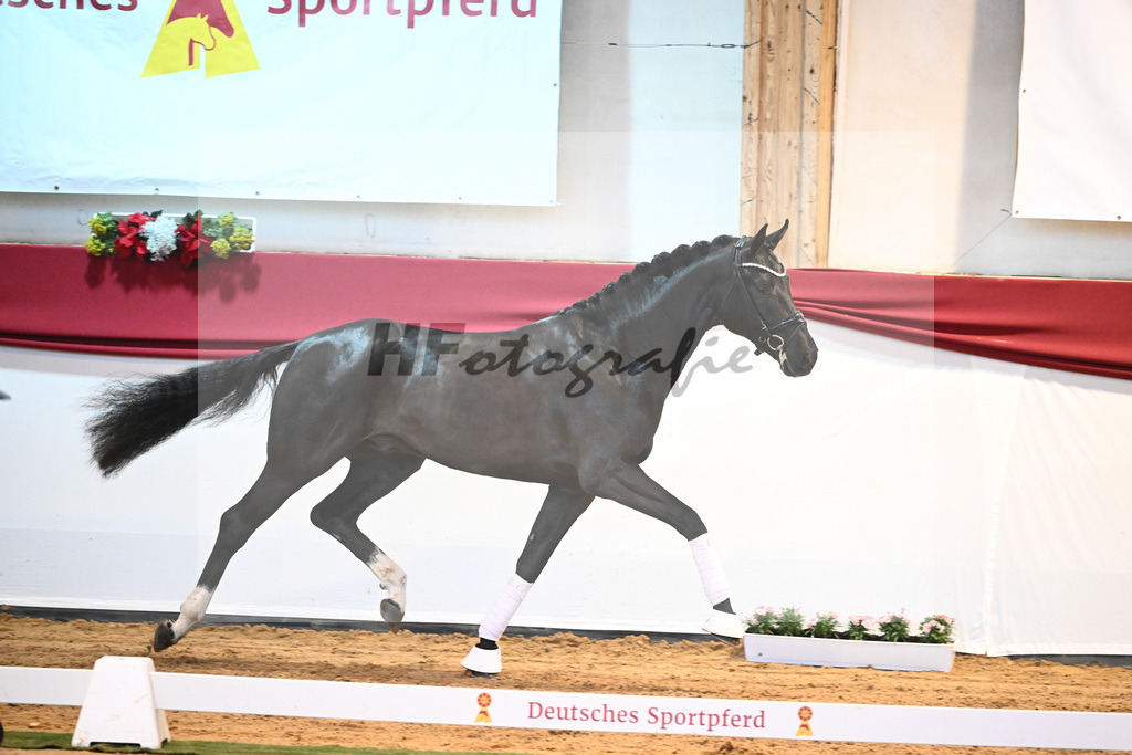 Kat-Nr. 49 Springbank II VH x Dante Weltino_Winklmaier_43232069 | hf-fotografie - Realisiert mit Pictrs.com