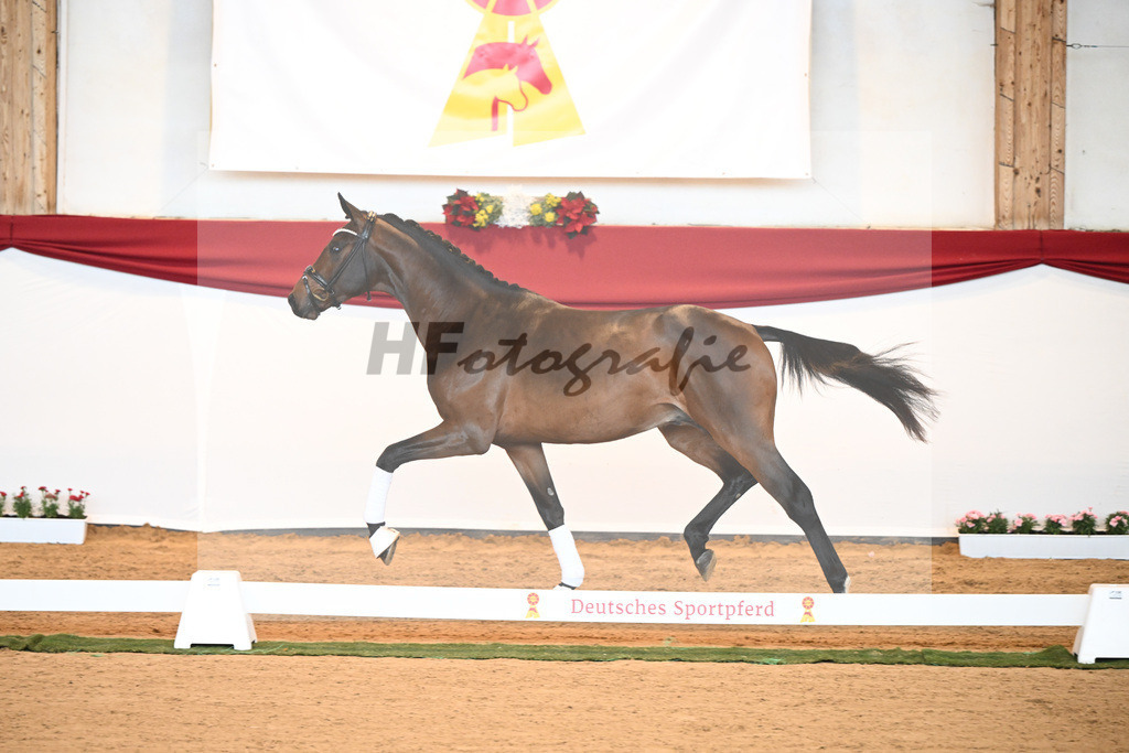 Kat-Nr. 6 Bon Joker x Fuerst Fohlenhof_Koch_43230153 | hf-fotografie - Realisiert mit Pictrs.com