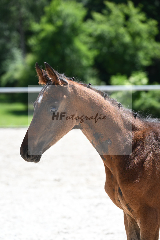 Kat-Nr. 6 HF Sir Donnerhall I_Hummer_16230676 | hf-fotografie - Realisiert mit Pictrs.com