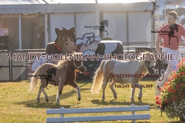 26-8-21 Shetty Fohlen-419 | mandyhollmannphotographie