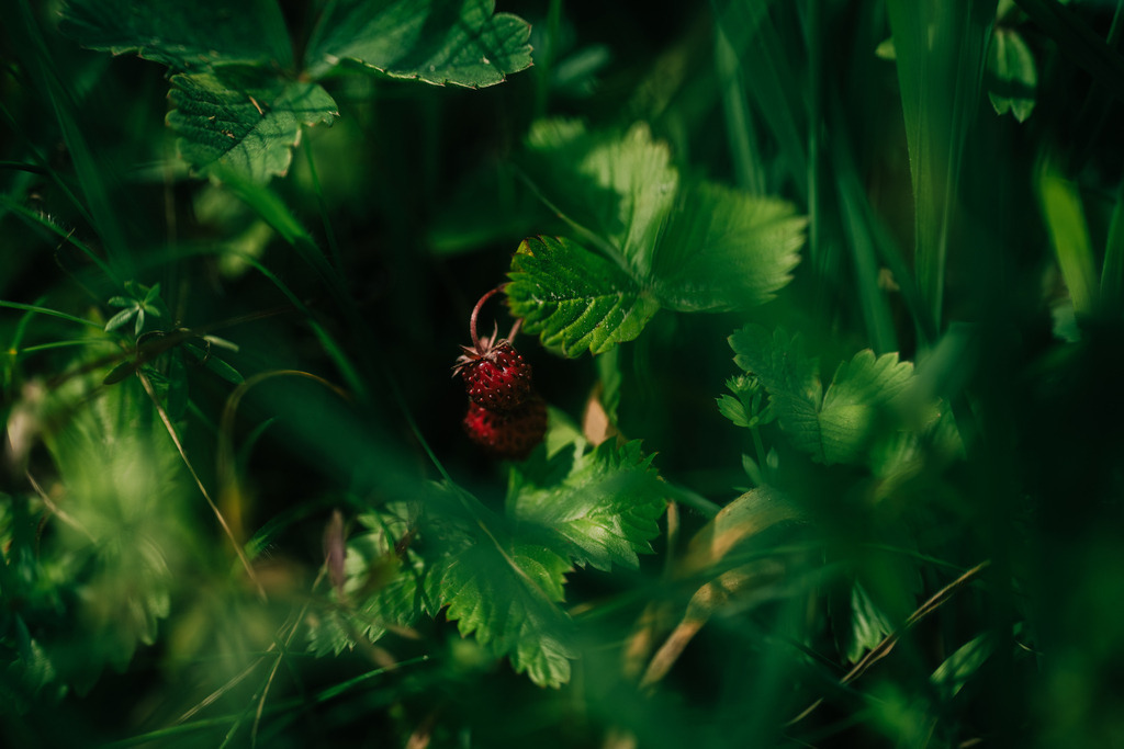 Walderdbeeren | Simone Sonderegger Photography