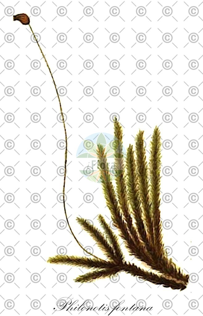 HistAbb_wfo-0001151054_1_ENZY_Simple | Historische Abbildung von Philonotis fontana - Bartramiaceae | Historical Illustration of Philonotis fontana - Bartramiaceae