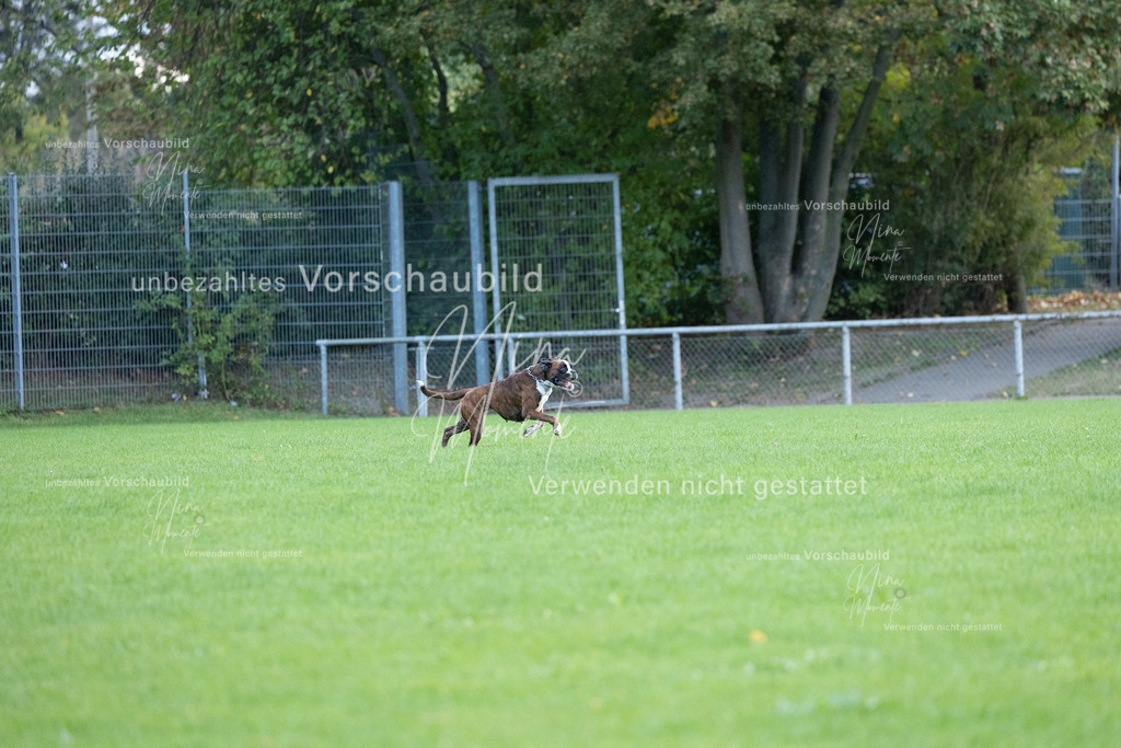 _16A4635 | Einzigartige Fotos von Hunden & Menschen –Actionfotos, Portraits, Vereinsaufnahmen & Paarshootings – authentisch, lebendig & mit Herz.