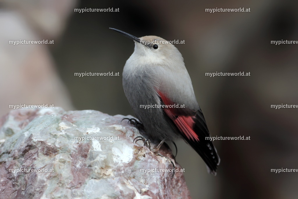 Mauerläufer-018 | Das Bilderarchiv über Tiere, Planzen und Landschaften. In der Bilddatenbank finden Sie ein große Auswahl an hochwertigen Bilder für Ihre Werbung - Realized with Pictrs.com