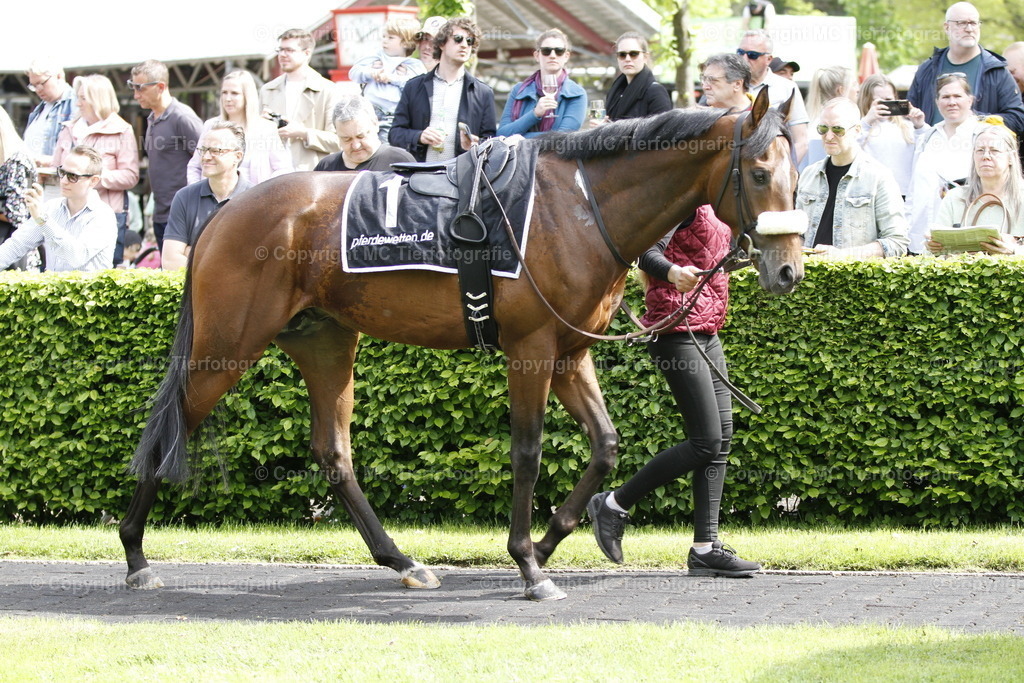 _MG_4920 | Pferdefotos online bestellen - Realisiert mit Pictrs.com