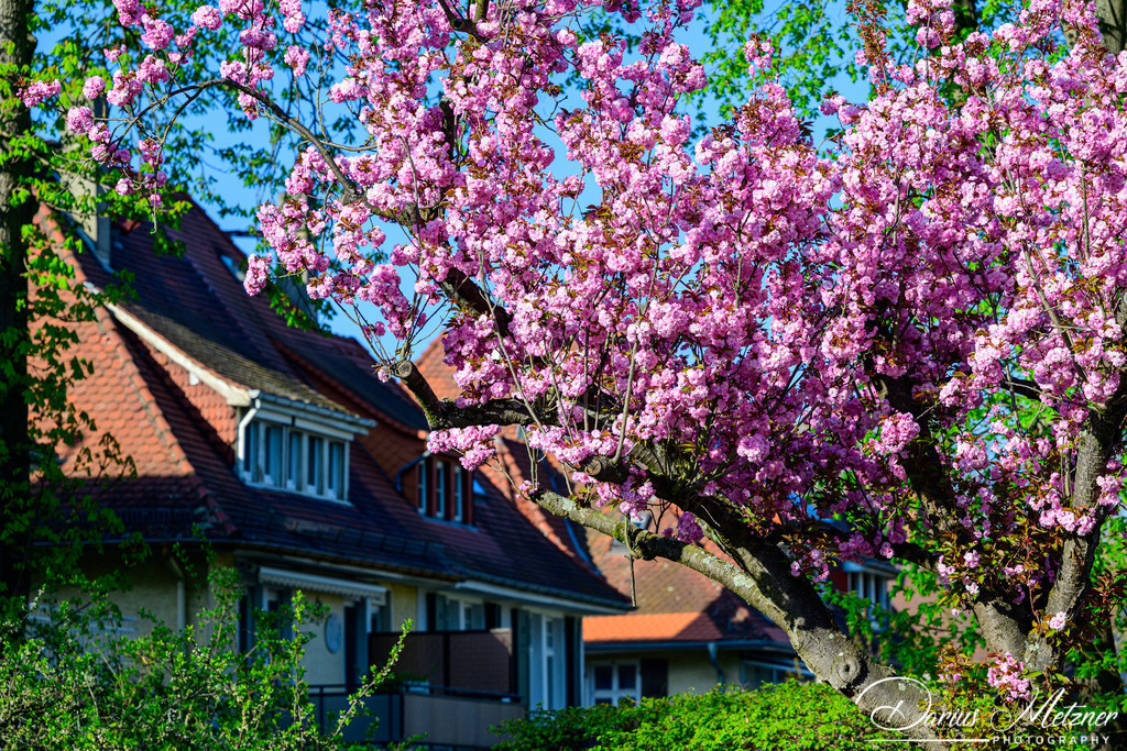 DSC_8552 | Fotografien, Fotos und Bilder aus Mainz, Frankfurt, Wiesbaden und anderen Orten auf der Welt - Fotografiert von Darius Metzner