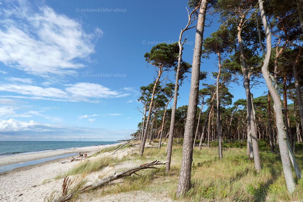 Darsswald am Ostseestrand | Wild und romantisch zugleich ist das unmittelbare Aufeinandertreffen von Wasser, Strand und Wald am Weststrand der Halbinsel Darss.