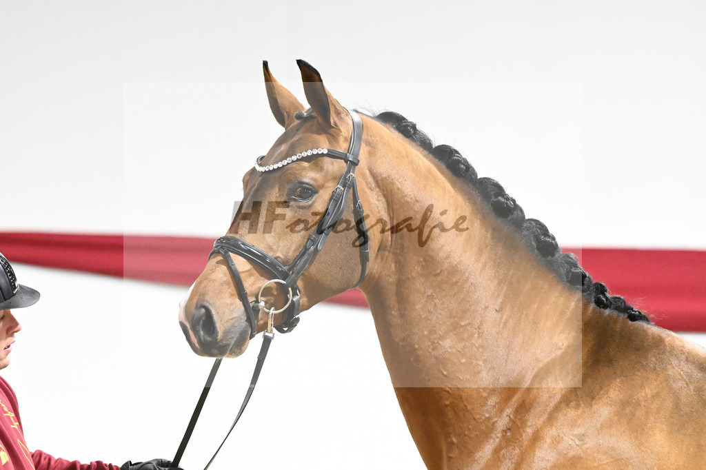 Kat-Nr. 20 v. Vaderland_Gestuet Pramwaldhof_63220572 | hf-fotografie - Realisiert mit Pictrs.com