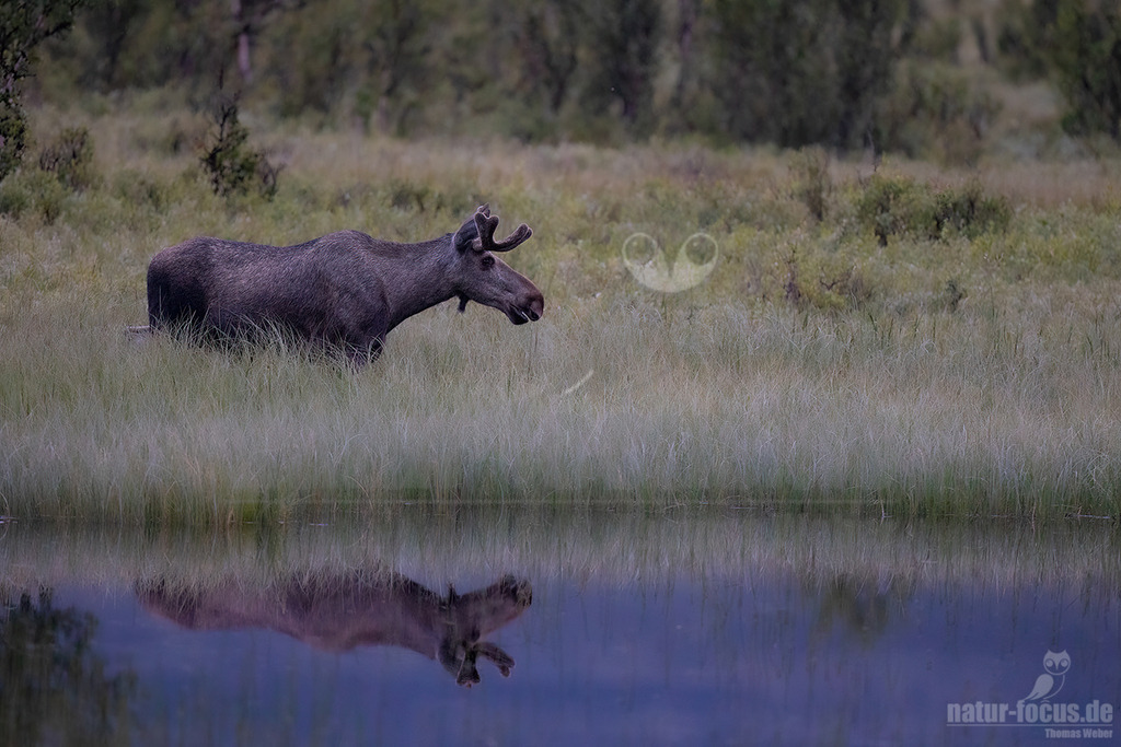 R6NF7959-20230727 | Der Elch (Alces alces) ist die größte heute vorkommende Art der Hirsche. Sein Lebensraum erstreckt sich über Nordeuropa, Nordasien und Nordamerika. - Realisiert mit Pictrs.com