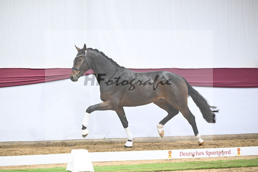 Kat-Nr. 111 Zackerey x Dante Weltino_Gerdi Rakelbusch_47253800 | hf-fotografie - Realisiert mit Pictrs.com