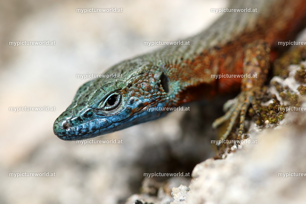 Pracht-Kieleidechse-012 | Das Bilderarchiv über Tiere, Planzen und Landschaften. In der Bilddatenbank finden Sie ein große Auswahl an hochwertigen Bilder für Ihre Werbung - Realisiert mit Pictrs.com