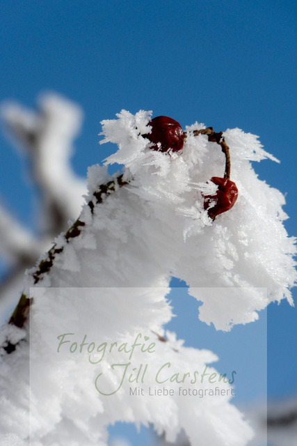 P1030124 | fotografie-jill-carstens