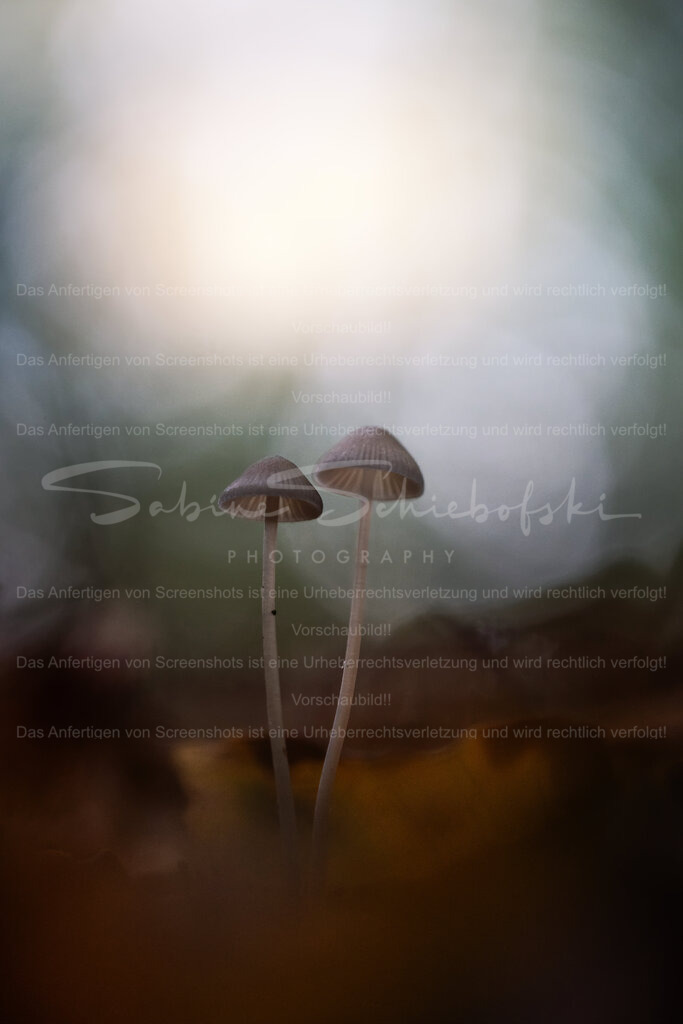 Whatever Comes, We Stand Together | Exklusive Naturfotografie für stilvolle Wanddekoration ★ Premium Wandbilder Made in Germany ✔️ FineArt Drucke & Downloads ✔️ Brillante Farben, höchste Qualität & weltweiter Versand ✔️ - Realisiert mit Pictrs.com
