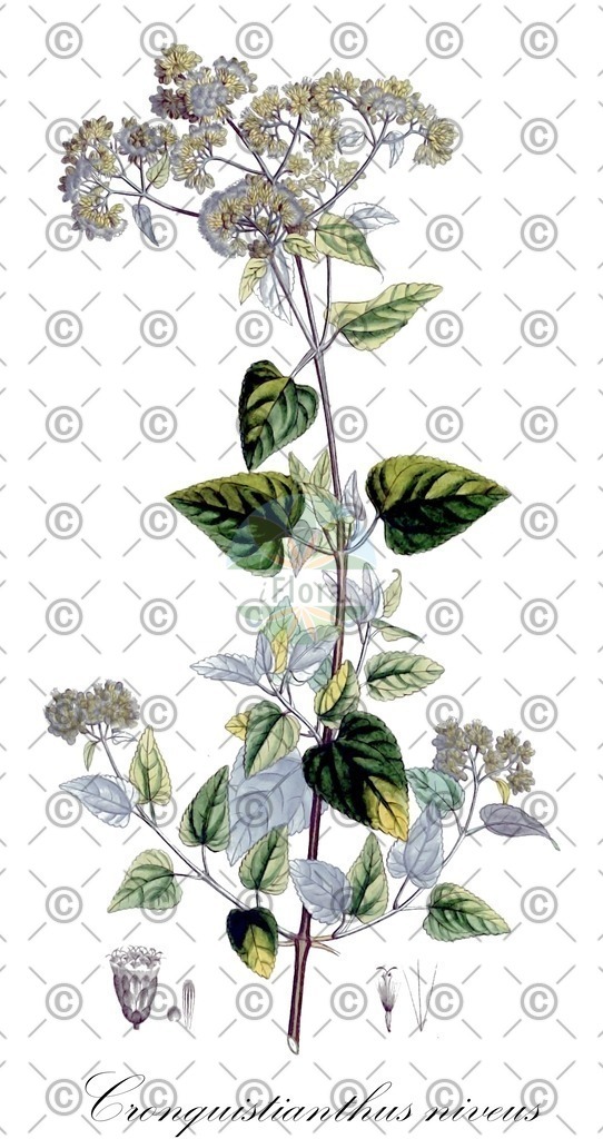 HistAbb_wfo-0001169343_1_ENZY_Simple | Historische Abbildung von Cronquistianthus niveus - Asteraceae | Historical Illustration of Cronquistianthus niveus - Asteraceae