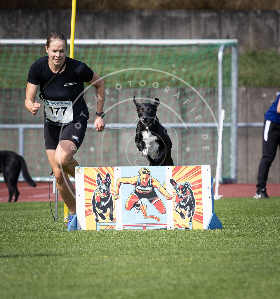 Pfotenfotografie_DV3A0124 | Hundefotografie, Tierfotograf, Pfotenfotografie, Fotoshooting Hund, Hunde Portrait, Hundesport, Hundeportraits, Heideshooting, Hunde, Sportfotograf, Hundefotograf, Turnierhundsport, THS,  - Realisiert mit Pictrs.com