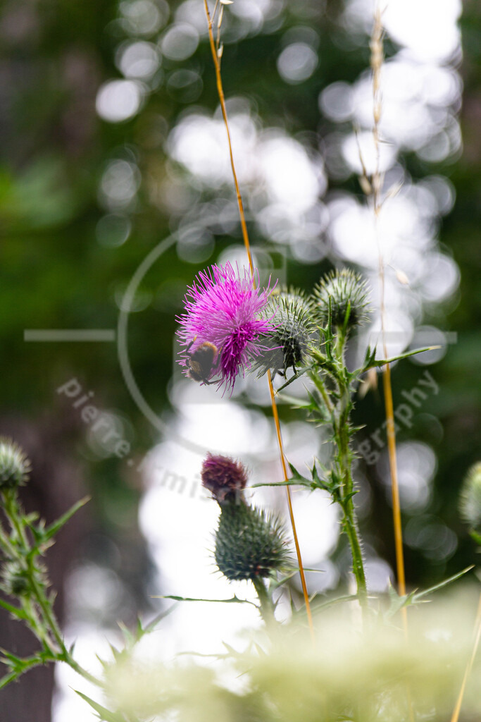 IMG_4541 | pierre-irmisch-photography.de