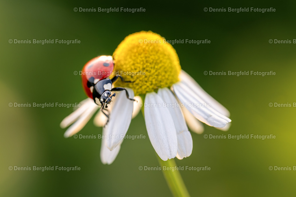 Marienkäfer 4 | Entdecken Sie Natur, Makro und Tierfotografie von Dennis Bergfeld.Besondere Momente und Details der Natur, hochwertig als Foto und Wandbild erhältlich. - Realisiert mit Pictrs.com