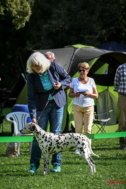 Dalamtinerausstellung RGA Mainz 2023 | Dalamtinerausstellung RGA Mainz 2023. 30.09.2023 Foto: Leo Wyden