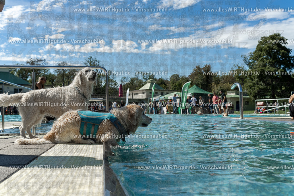 Hundeschwimmen_Volksbad_2026-allesWIRTHgut_Tierfotografie-2609061303-121342-7R500437 | Professionelle Tierfotografie in Mönchengladbach von Daniel Wirth (allesWIRTHgut). Liebevolle & natürliche Bilder von Hunden & Katzen für unvergessliche Erinnerungen.
