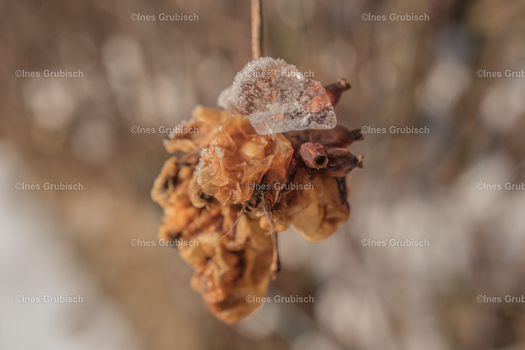 Schneebeeren im Winter | Lila Lubbenbomm - Artwork by Ines Grubisch - Realisiert mit Pictrs.com