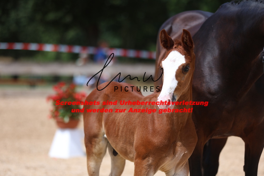 Fohlenschau_Schwäbisch_Hall_springbetonte_Fohlen_KN 21_10 | lmwpictures - Realisiert mit Pictrs.com