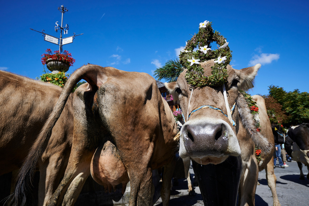 Alptag in Schwarzenberg | Schwarzenberg, Austria - September 08, 2015: Alptag in Schwarzenberg; Kühe mit Kopfschmuck auf dem Dorfplatz. - Realisiert mit Pictrs.com