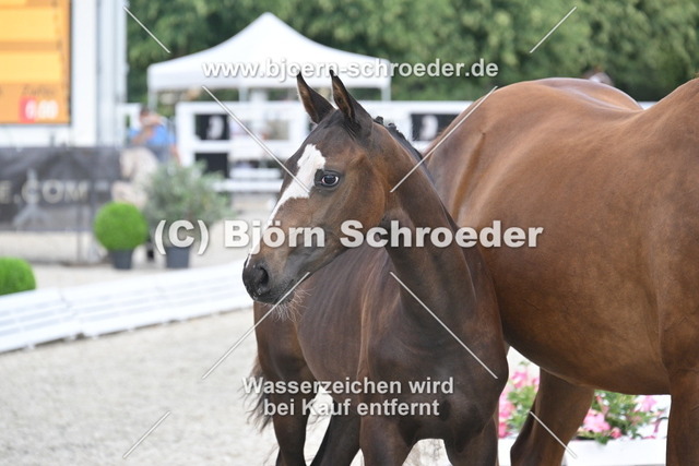 23_Secret - Bon Courage_935_1739 | Björn Schroeder Pferdefotografie
