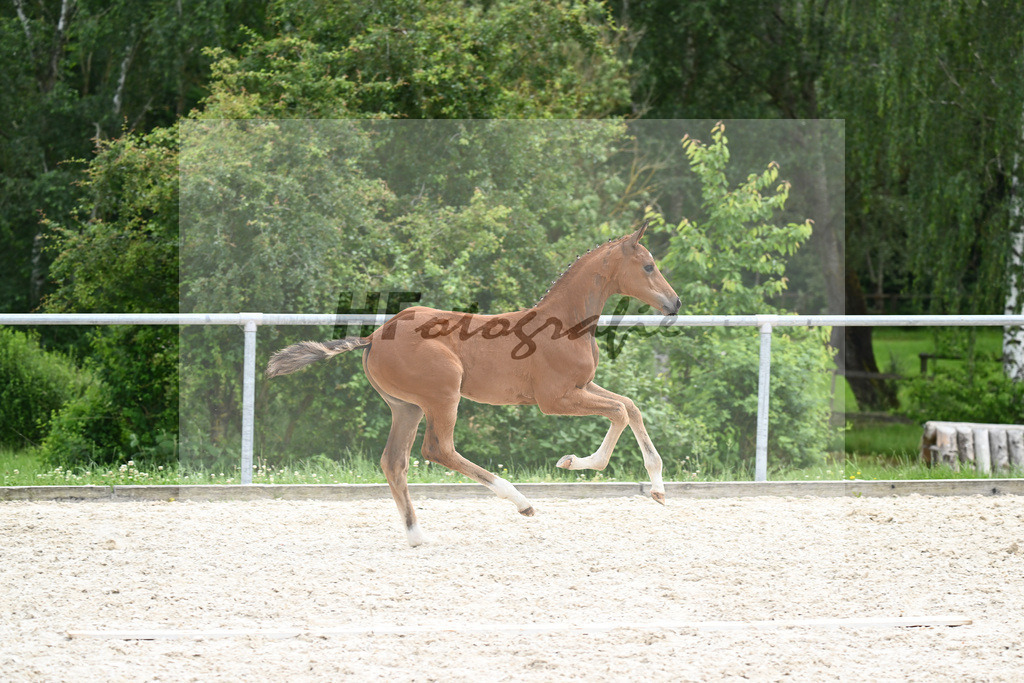 Sir Gribaldi x Florencio I_SF_Gestuet Greim_20240836 | hf-fotografie - Realizzato con Pictrs.com