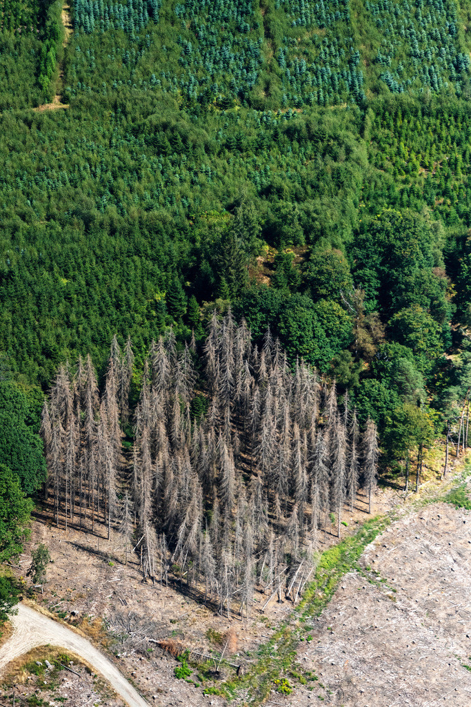dr__0097598.jpg | ENGELSKIRCHEN 25.08.2022 Baumsterben und Waldsterben durch den Borkenkäfer mit Skeletten abgestorbener Bäume in den Resten eines Waldgebietes in Engelskirchen im Bundesland Nordrhein-Westfalen, Deutschland. 