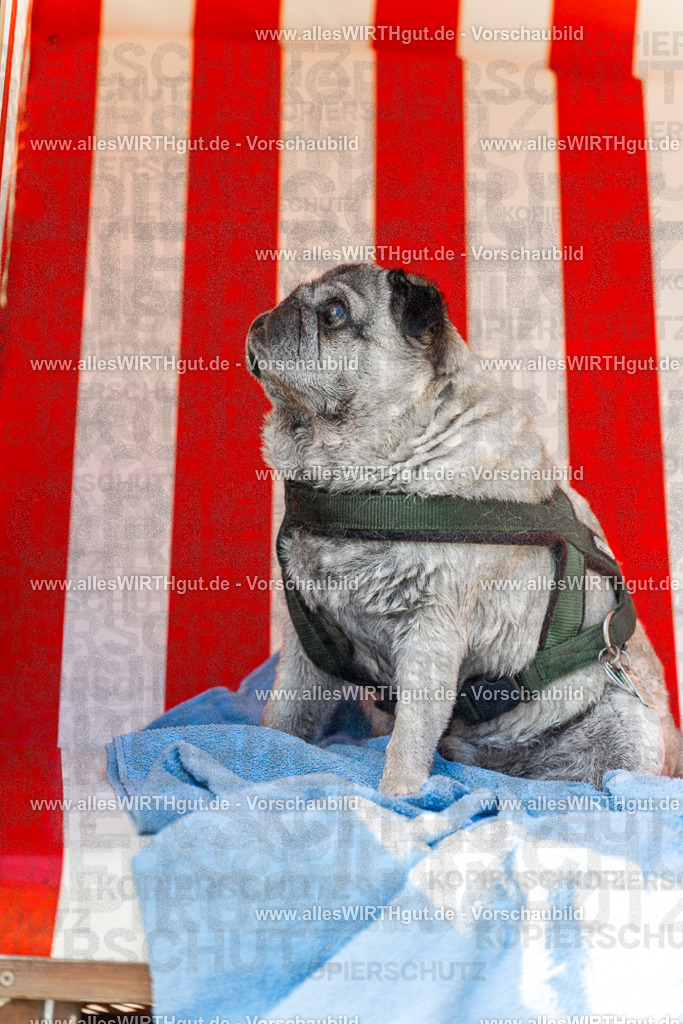 Hundeschwimmen_Volksbad_2026-allesWIRTHgut_Tierfotografie-2609061428-7R501093 | Professionelle Tierfotografie in Mönchengladbach von Daniel Wirth (allesWIRTHgut). Liebevolle & natürliche Bilder von Hunden & Katzen für unvergessliche Erinnerungen.