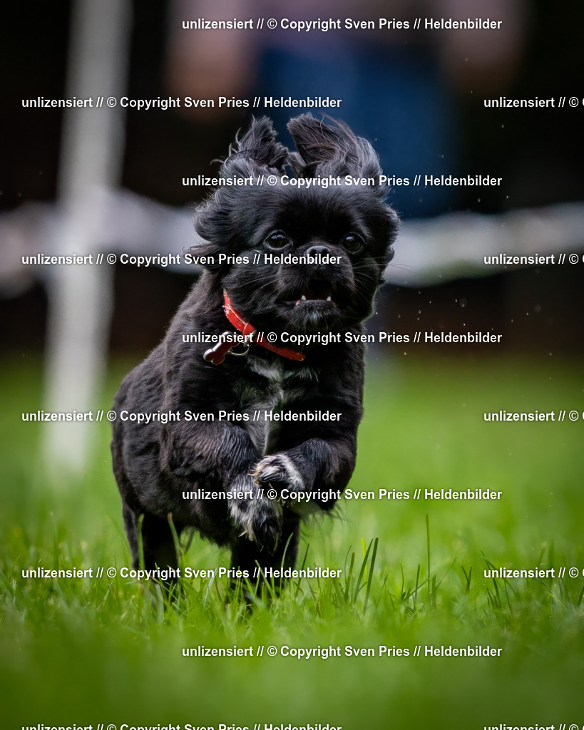 Sven Pries | 2024-10-19 - Hunderennen Ober-Grombach - Realisiert mit Pictrs.com