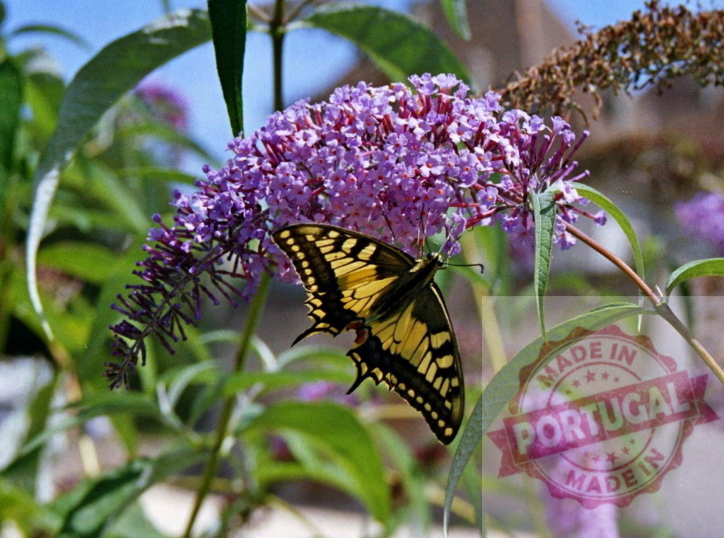 Swallowtail butterfly feeding on a purple buddleja flower in summer | Beautiful yellow swallowtail butterfly with black stripes feeding on a purple buddleja flower in summer - Realized with Pictrs.com