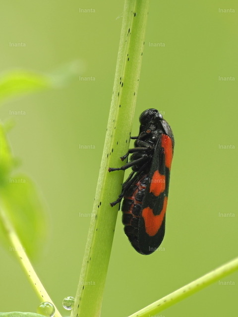 Gemeine Blutzikade(Cercopis vulnerata) | Die Gemeine Blutzikade (Cercopis vulnerata) ist eine 9–11 mm große, auffällig rot-schwarz gezeichnete Schaumzikade. Sie gehört zur Gruppe der Zikaden und wird häufig auf Wiesen und an Gebüschen beobachtet. –  – The Common Froghopper (Cercopis vulnerata) is a 9–11 mm striking red-and-black spittlebug. It belongs to the true bugs (Hemiptera) and is commonly seen in meadows and on shrubs. - Realisiert mit Pictrs.com