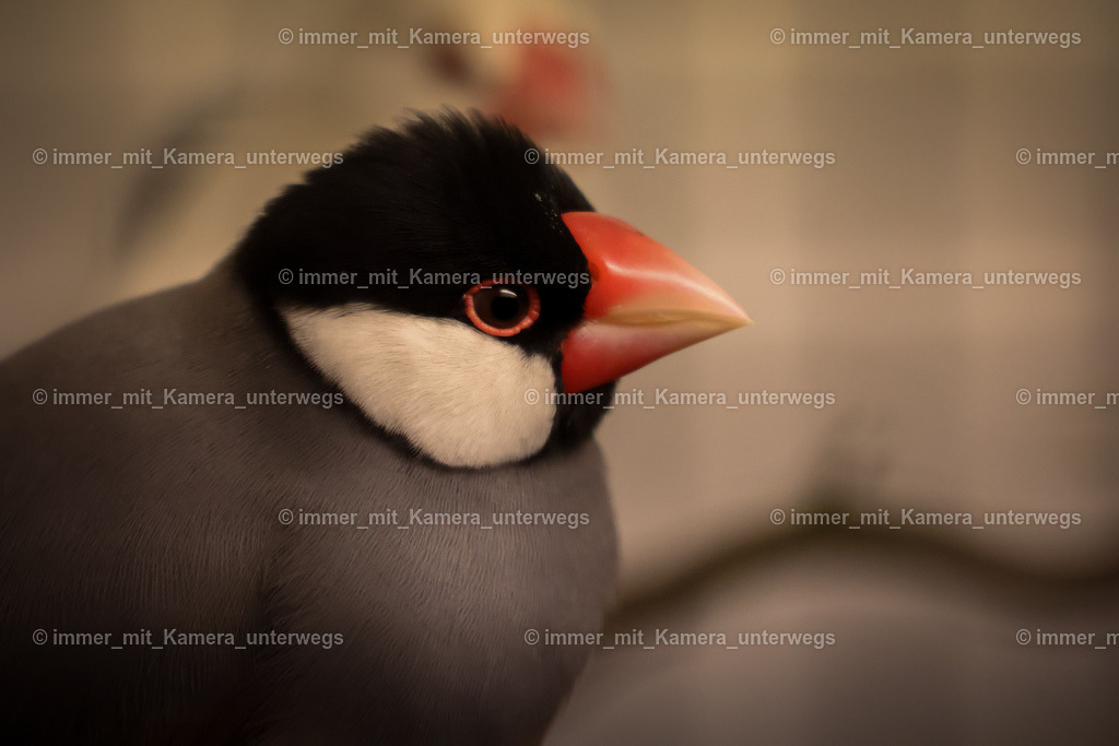 IMG_0958-2 | immer_mit_kamera_unterwegs