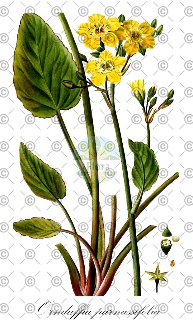 HistAbb_wfo-0000260941_1_ENZY_Simple | Historische Abbildung von Ornduffia parnassifolia - Menyanthaceae | Historical Illustration of Ornduffia parnassifolia - Menyanthaceae