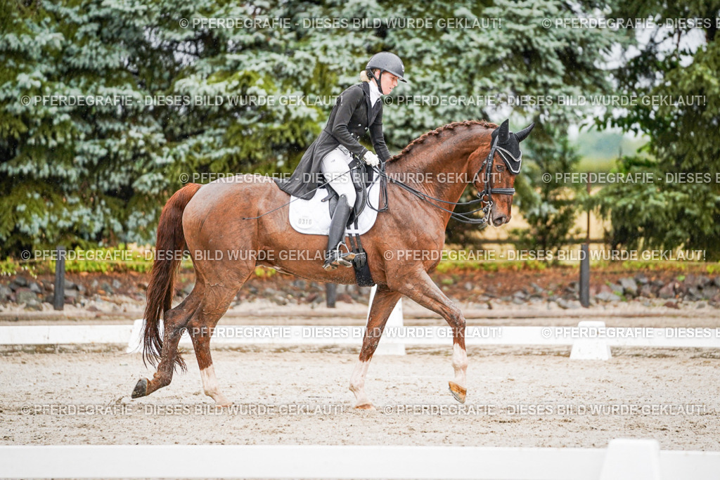 DSC09401 | Pferdegrafie