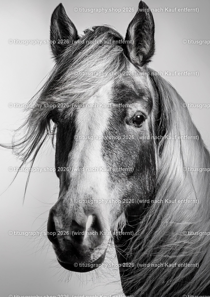 Pferd 016 | titusgraphy-shop: Geschenkideen mit Qualitätsfotos. titusgraphy-shop: gift ideas with quality photos. titusgraphy-shop: idées cadeaux avec photos de qualité.  - Realisiert mit Pictrs.com