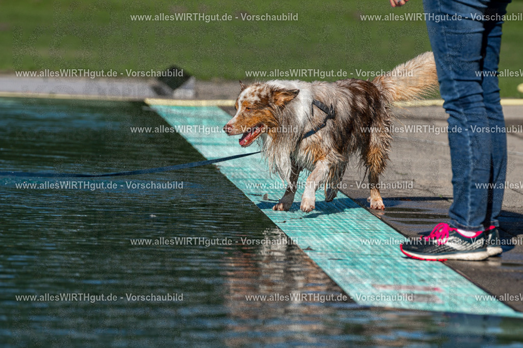 Hundeschwimmen_Volksbad_2026-allesWIRTHgut_Tierfotografie-2609061030-FAY05913 | Professionelle Tierfotografie in Mönchengladbach von Daniel Wirth (allesWIRTHgut). Liebevolle & natürliche Bilder von Hunden & Katzen für unvergessliche Erinnerungen.