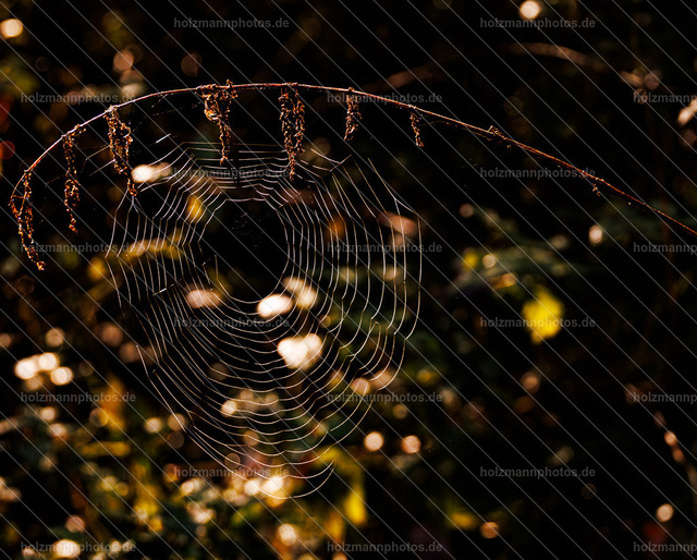 IMG_8660 | Fotograf Leipzig für Hochzeiten, Familienfeste & Porträts. Persönlich, ehrlich & echt – Emotion im Fokus. Jetzt Fotoshooting bei Holzmannphotos buchen!