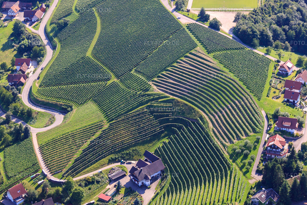 Luftbild: Weinberge bei Bernhardshöfe im Ortsteil Büchelbach in Sasbachwalden im Bundesland Baden-Württemberg in Deutschland. Foto: IMG_31488.jpg vom 09.08.2010 durch Werner Riehm/FLY-FOTO.de