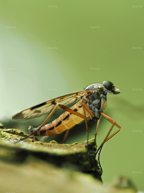 Schnepfenfliege (Rhagio scolopaceus) | Inanta - Realisiert mit Pictrs.com