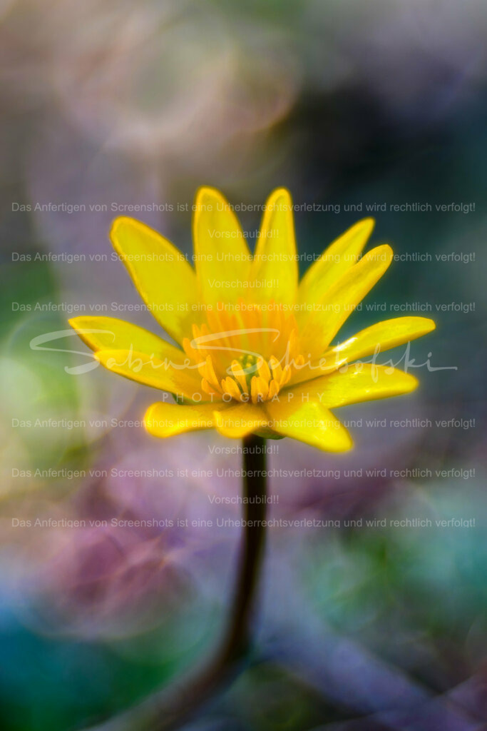 Wandbild Scharbockskraut | People- und Tierfotografie, Imageaufnahmen, Veranstaltungsfotografie und Wandbilder aus der Natur ★ Made in Germany ✔️ Druck + Downloads ✔️ Naturfotografie in Top Qualität ★ schneller Versand, weltweite Lieferung! - Realisiert mit Pictrs.com