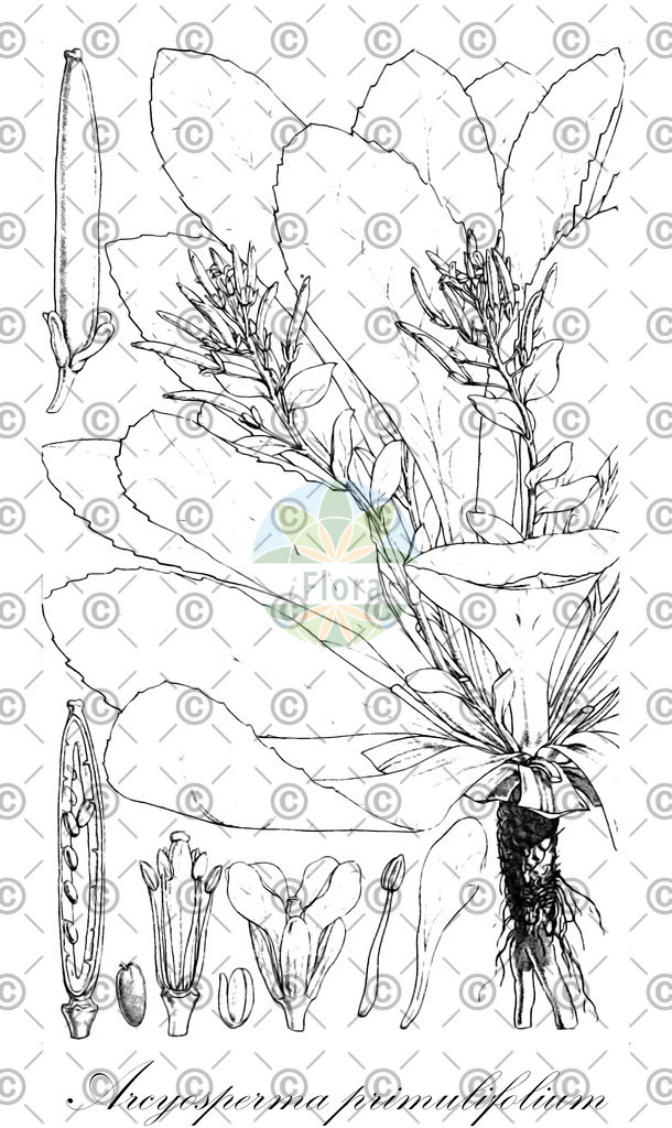 HistAbb_wfo-0000261129_1_ENZY_Simple | Historische Abbildung von Arcyosperma primulifolium - Brassicaceae | Historical Illustration of Arcyosperma primulifolium - Brassicaceae