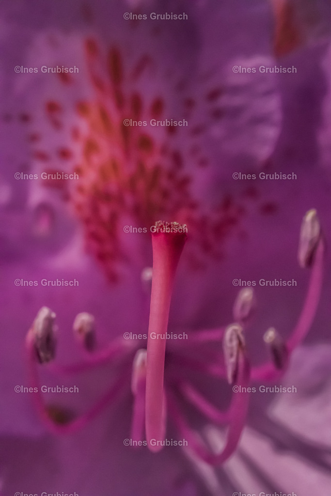 Makro vom Rhododendron | Lila Lubbenbomm - Artwork by Ines Grubisch - Realisiert mit Pictrs.com