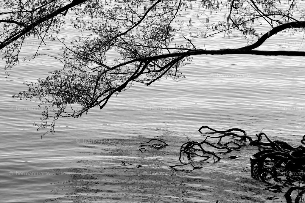 Nature-Arts-024 | Photo Foto Kunst Art schwarzweiss Bilder Rheine Münster Berlin Blumen 